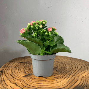 Каланхоэ Каландива