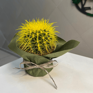 Красивый кактус